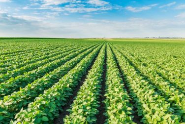 Die Zukunft ist pflanzlich