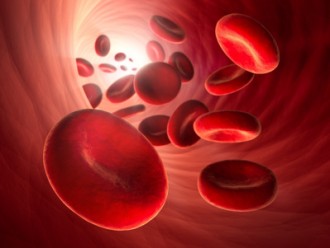 Rote Blutkörperchen in Arterie