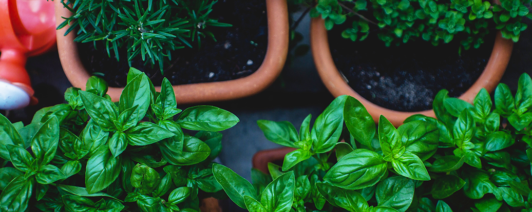 Gesunde Kräuter auf dem Balkon • Vegan Taste Week