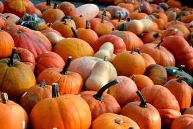 Bunte Gemüsevielfalt im Herbst